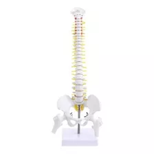 Modelo Anatômico Coluna Vertebral Humana 45cm Pronta Entrega