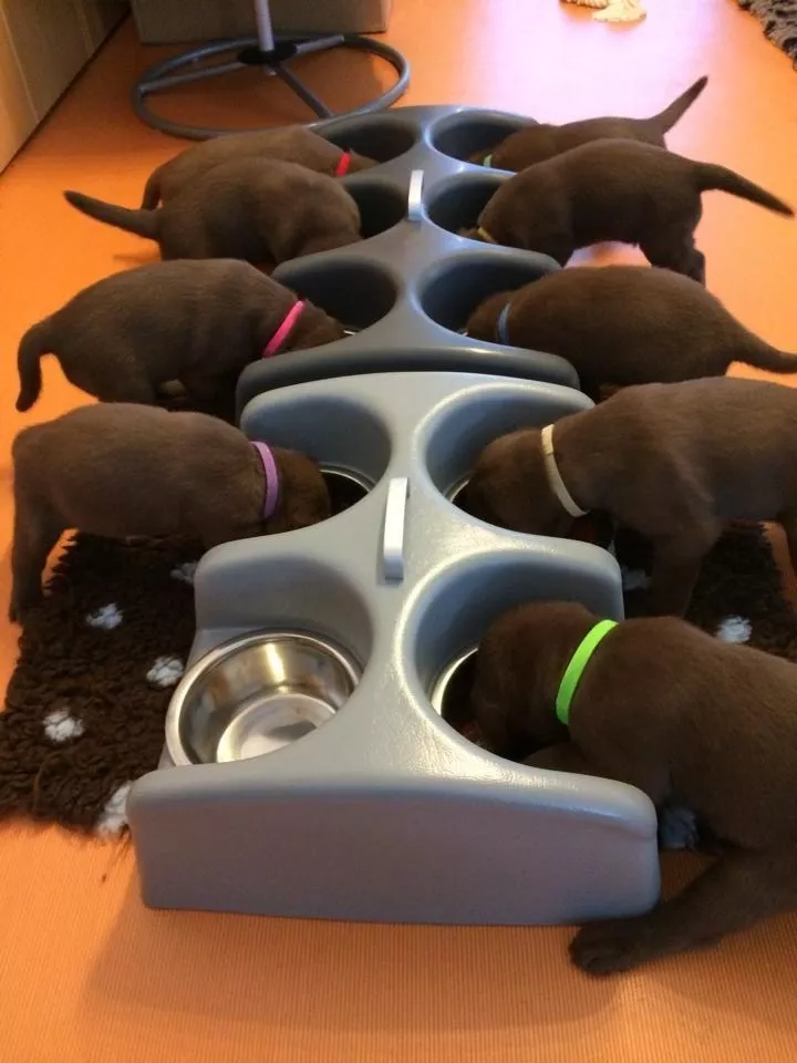 Auténticos Cachorros Labradores Chocolate A-1