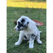 Cachorro Border Collie.,padre Corbata Y Madre Blue Merle..