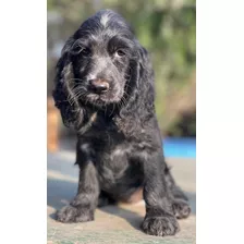 Cachorritas Cocker Spaniel Ingles 