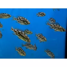 Nimbochromis Livingstonii. Cíclidos Africanos. Lago Malawi 