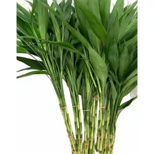 Hastes De Bambu Da Sorte Natural Com 30 Hastes Verdes 40 Cm