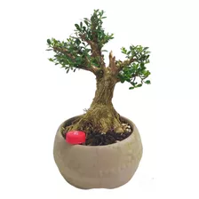 Bonsai De Buxus Harlandii 