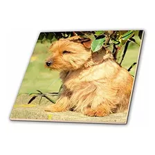 Baldosa Ceramica 3drose Ct Norfolk Terrier, 4 Pulgadas