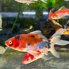 Peces De Agua Fria Cometa Calicos Y Blancos A Todo El País