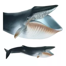 Serie De Modelos Sea Whale - Blue Whale