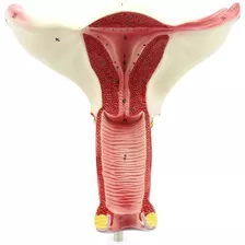 Aparato Reproductor Femenino Órganos Interno Modelo Anatomía