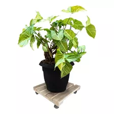 Carrinho Para Vaso De Plantas Rodinhas Pinos Suporte30cm 