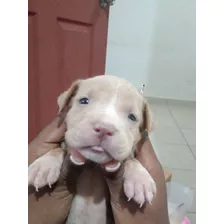 Cachorro Perro Pitbull Negociable 225.00