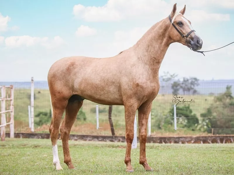 Cavalo Mangalarga Paulista Amarilho - Haras Cantareira