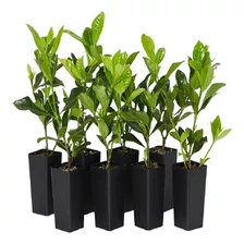 Mini Gardenia Branca Kit60 Mudas 10cm Plantas De Condomínio