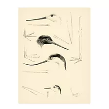 Arte En Lienzo 'waterbird Sketchbook V', Por Vision Studio