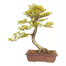 Bonsai De Duranta Com 20 Anos De Idade Em Vaso Japonês Izumi