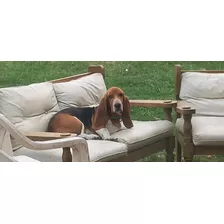 Basset Hound En Búsqueda De Novia