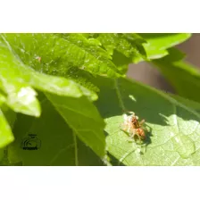 Fotografía De Una Araña Saltarina 02