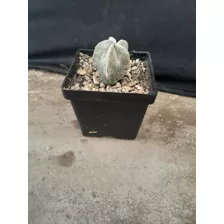 Astrophytum Myriostigma Pequeño