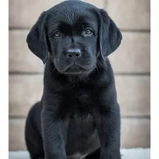 Labrador Hembritas Y Machitos- Area Canina Cachorros