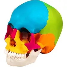 Modelo Cráneo Humano Anatómico 22 Partes Colores Aprendizaje