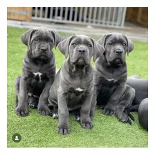 Cane Corso Cachorro 2 Meses Líneas Italianas 