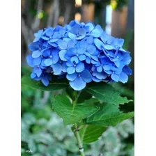 Semillas De Hortensia Azul 