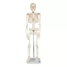 Esqueleto Humano 85cm Modelo Anatómico Educativo Zeigen