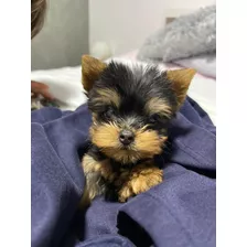 Yorkshire Terrier Mini Hermosos 