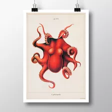 Pulpo 1 - Moluscos Lámina Poster Vintage Antiguo Decoración.