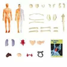 Modelo De Anatomia Do Corpo Humano Para Kits De Ciências Edu