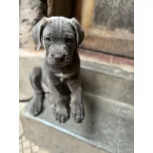 Cane Corso: Majestuosos Cachorros Disponibles 