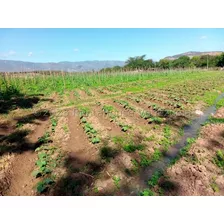 Maribel Morillo & Naudy Escalona Vende Finca De 13 Hectáreas En El Tocuyo Estado Lara (24-6491) 