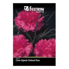 Sementes De Cravo Gigante Chabaud (rosa) Feltrin