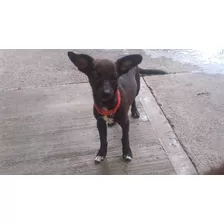 Raza Chihuahua 