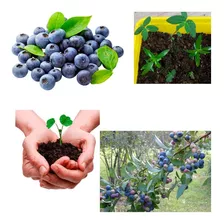 Sementes De Mirtilo Blueberry Clima Quente P/ Mudas + Brinde