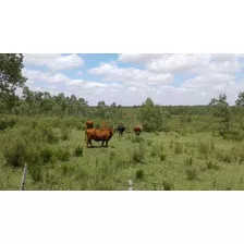 Campo En Venta En Florida, Fray Marcos