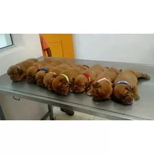 Cachorros Dogos De Burdeos, Con Pedigree Plan De Vacunación 