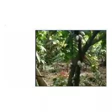 Venta De Finca De Cacao