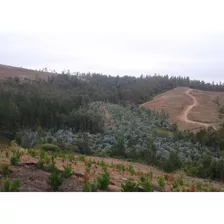 Venta De Campo Forestal En Chillán Id 51.113