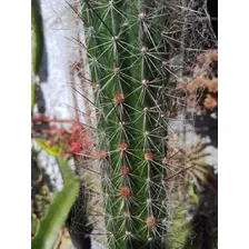 Cactus Próximo A Dar Flores De 1m Y Medio De Alto