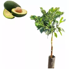 Árbol Aguacate Hass Mejorado Injerto Envío Gratis