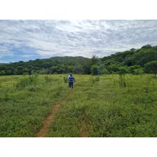 Fazenda São Domingos - Região De Montes Claros - 150 Hectares - Poço Artesiano - Barragens - Currais - Sede Nova - Vazante - Mangas Roçadas - Capim - Estrada Boa - Pecuária - Aluguel De Pastos