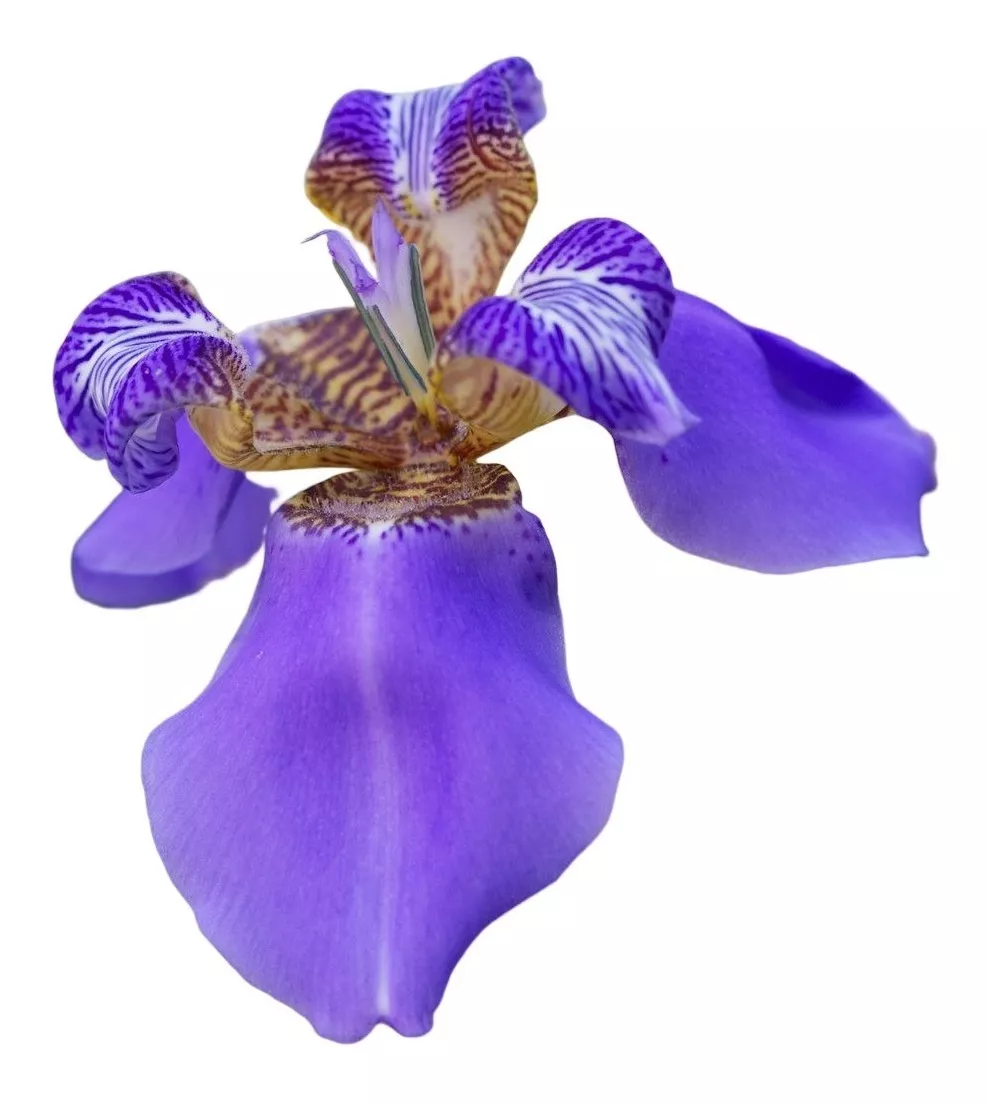 Iris Azul - 4 Bulbos Com Raiz + Brinde