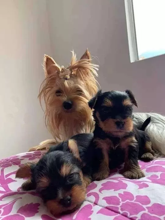 Cachorros Yorkshire Terrier Mini