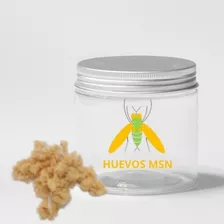 1g Huevo De Mosca Soldado Negro