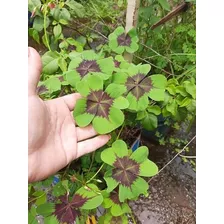 Bulbos Trevo De Quatro Folhas Oxalis Germinação Garantida 