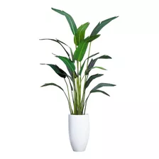 Planta Bananeira Ravenala 18 Folhas Palmeira 310cm Folhagem