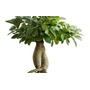 Primera imagen para búsqueda de bonsai