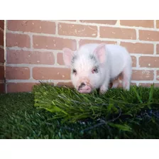 Minipig Mini Pig Cerditos