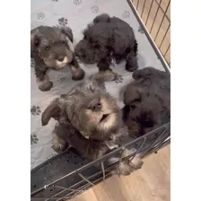 Hermosos Cachorros Schnauzer Mini Toy Salpimienta