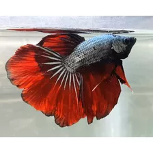 Betta Red Dragon Halfmoon Macho Rd3