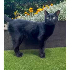 Gato Negro De 4 Años En Adopción Responsable